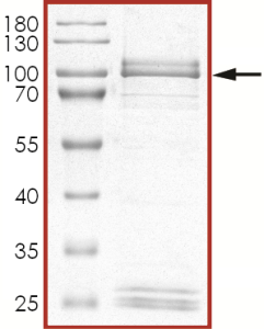EGFR (D770_N771insNPG T790M), Active